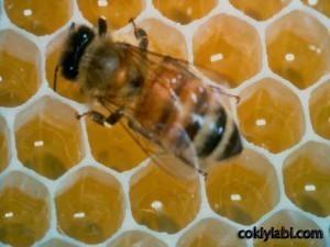 Arılar Neden Bal Peteğini Altıgen Yapıyor?