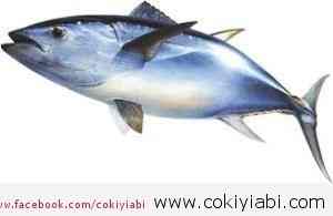 tuna balığı