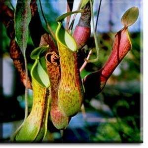 613-nepenthes-DW-4-300x300