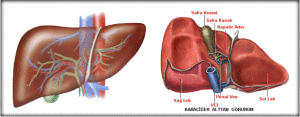 kariciğer nedir
