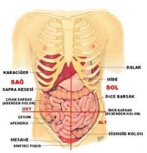 insan vücudundaki organların yerleri