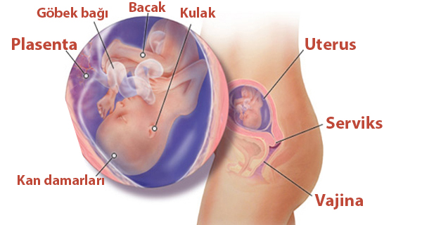 Hamileliğin 18. Haftası Bebeğin Gelişimi ve Resimleri