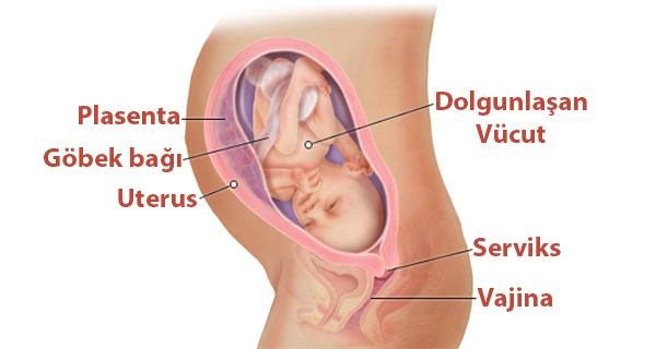 Hamileliğin 31. Haftası Bebeğin Gelişimi ve Resimleri