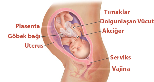 Hamileliğin 34.Haftası Bebeğin Gelişimi ve Resimleri