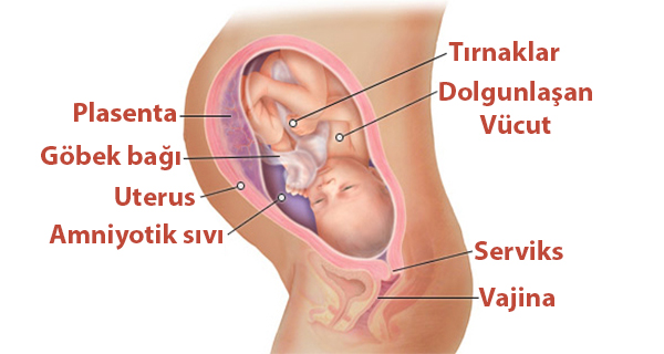 Hamileliğin 35.Haftası Bebeğin Gelişimi ve Görüntüleri