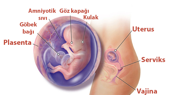 Hamileliğin 12. Haftası Bebeğin Gelişimi ve Görüntüleri