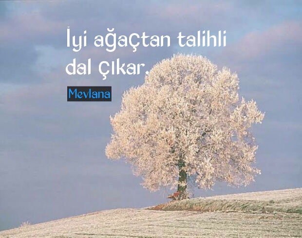 Ağaç ile ilgili sözler instagram 