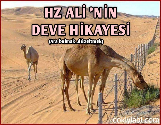 Hz Ali Deve Hikayesi (Ara bulmak)