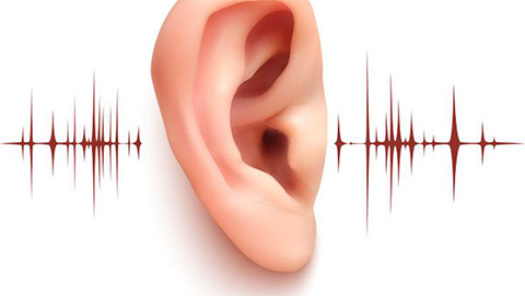 Kulak Ve İşitme Sistemindeki Uyum