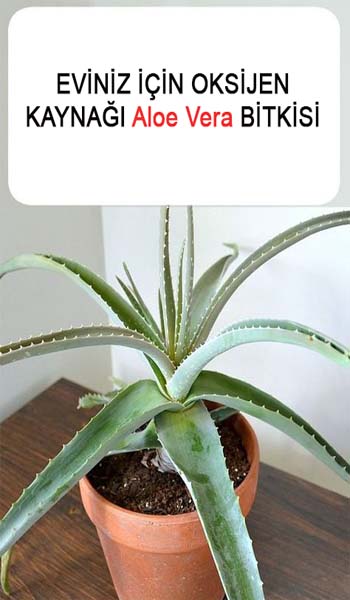 Aloe Vera Bitkisinin Faydaları – Aloe Vera Bitkisi Nasıl Yetiştirilir ?