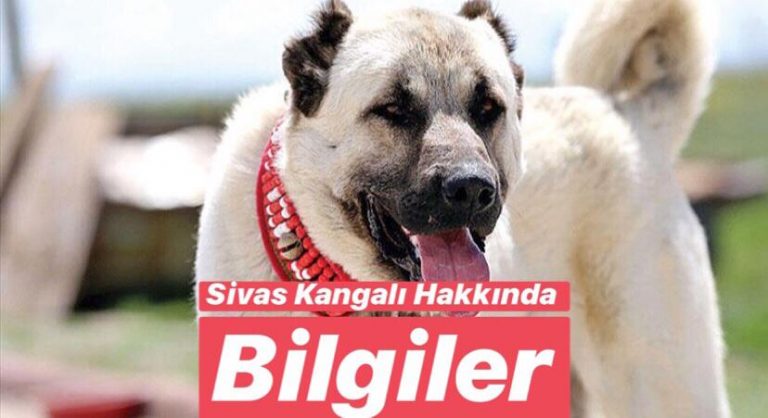 Türkiye’de Bulunan Endemik Hayvan Türleri Nelerdir ?Kangal Köpekleri Nerede Yetişir ?