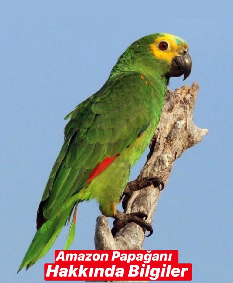 Amazon Papağanı Hakkında Bilgiler