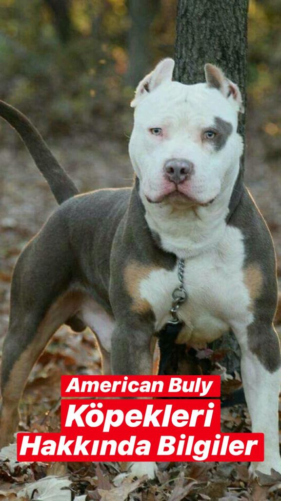 American Bully Köpekleri Hakkında Bilgiler