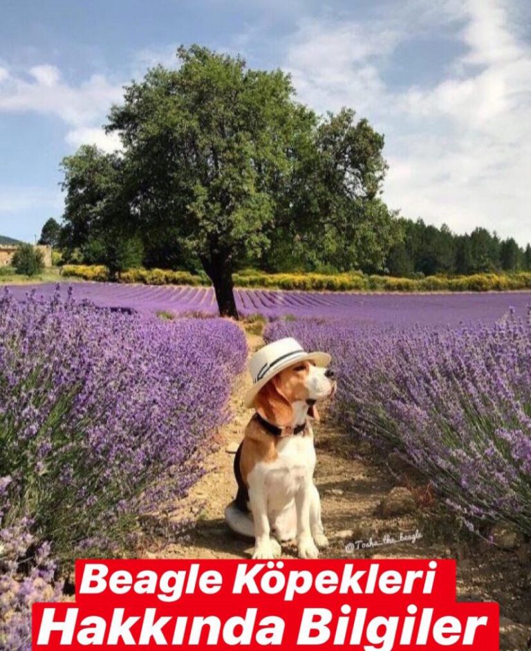 Beagle Köpekleri Hakkında Bilgiler