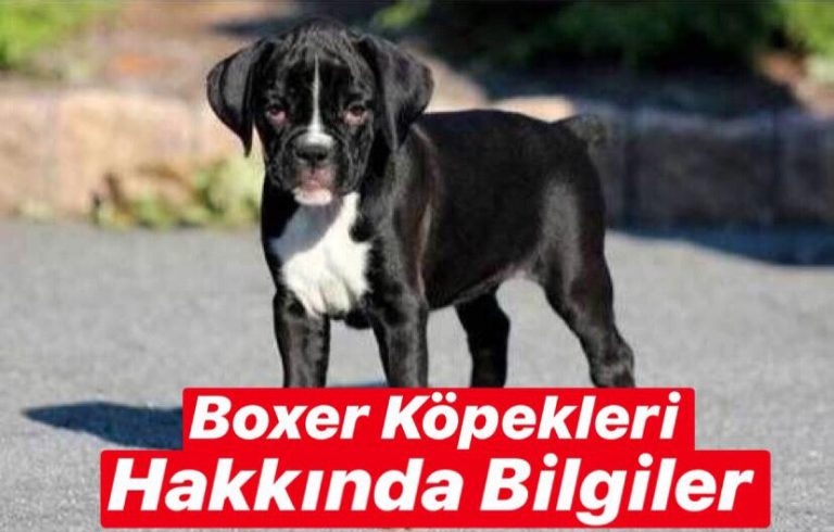 Boxer Köpekleri Hakkında Bilgiler