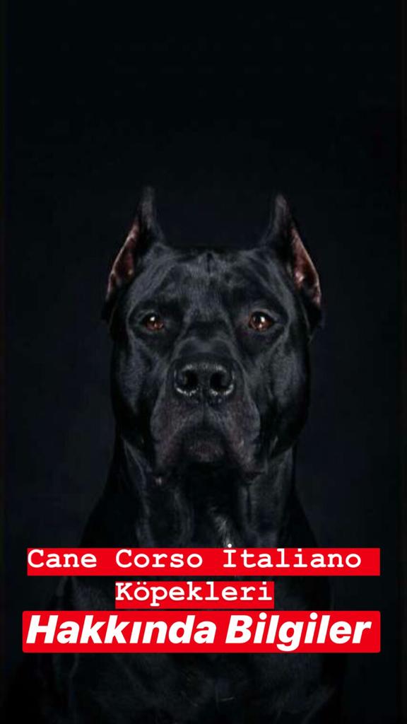 Cane Corso Italiano Köpekleri Hakkında Bilgiler