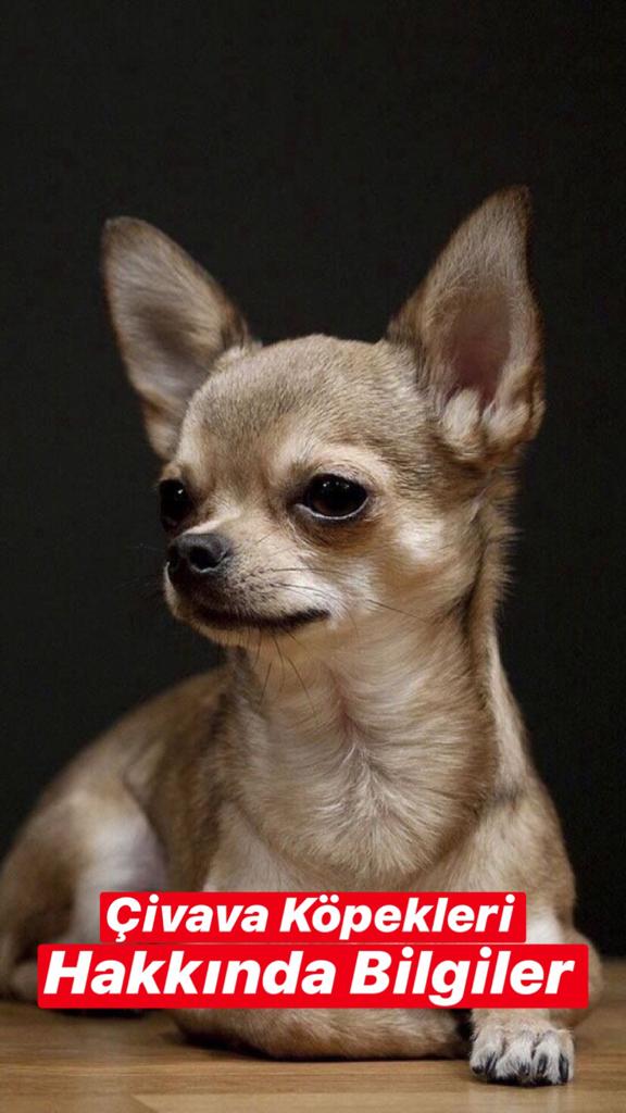 Chihuahua Hakkında Bilgiler