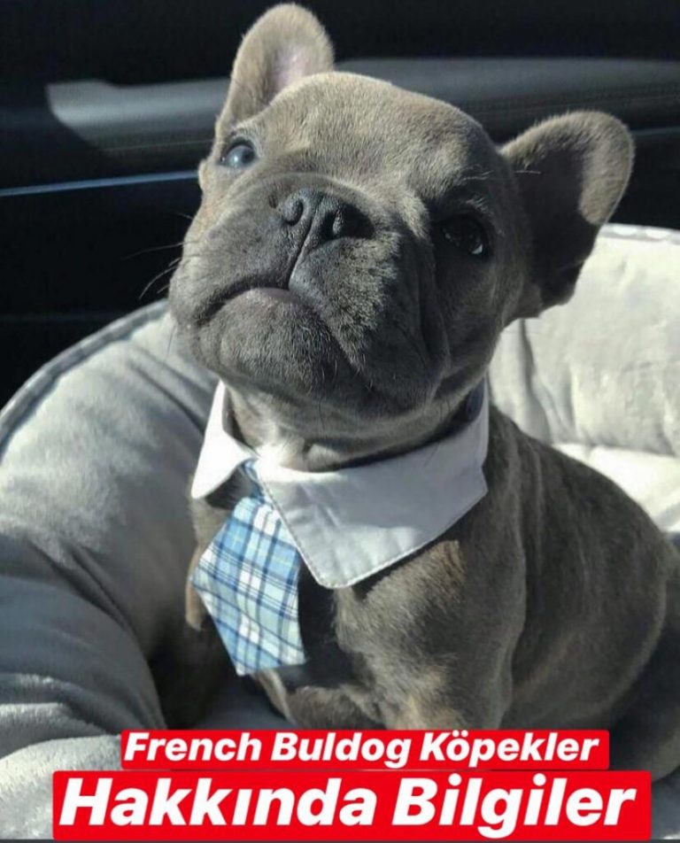 French Buldog Köpekleri Hakkında Bilgiler