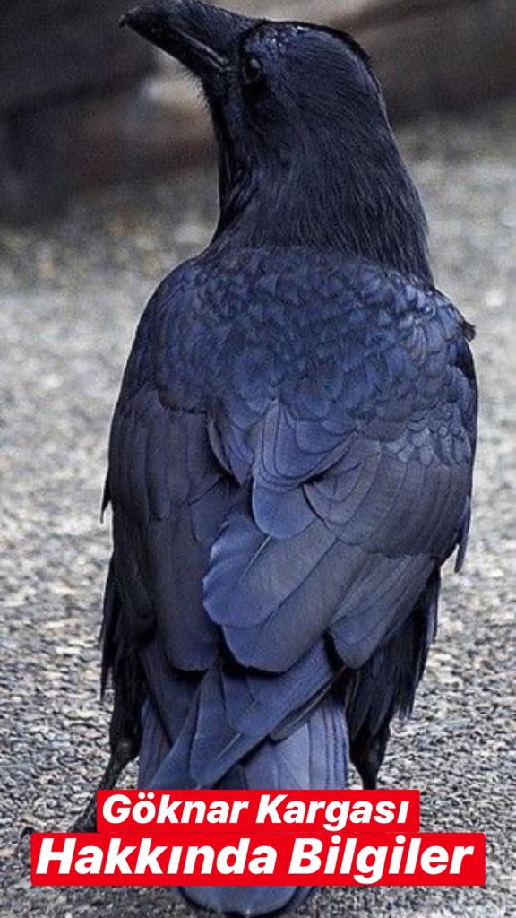 Синяя ворона читать. Corvid Raven. Ворона. Синий ворон. Чёрная ворона.