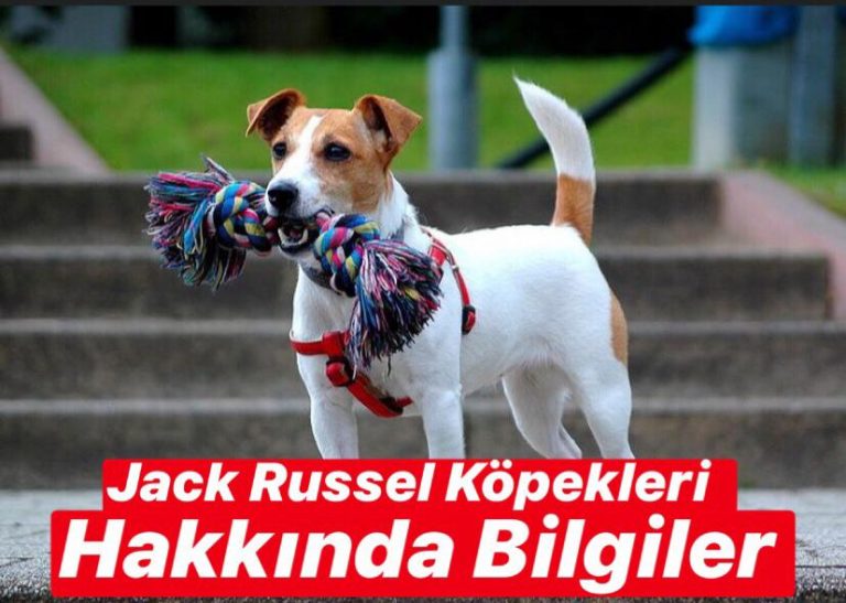 Jack Russell Köpekleri Hakkında Bilgiler