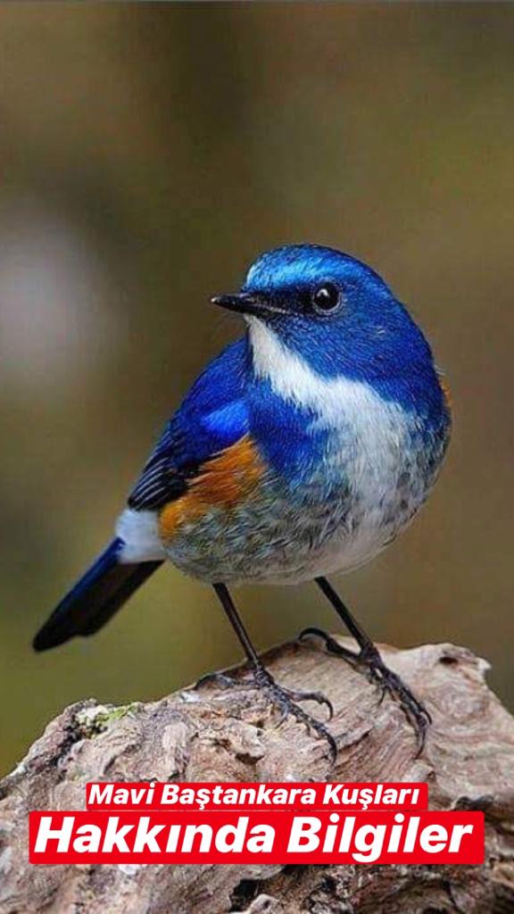 Mavi Baştankara Kuşu Hakkında Bilgiler