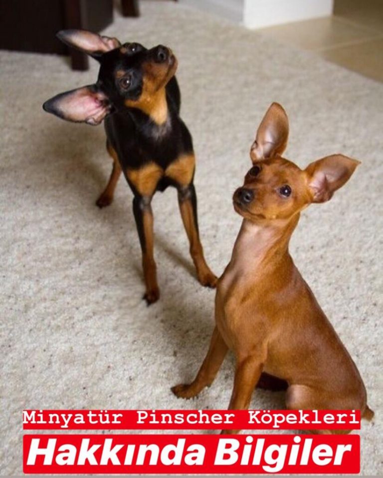 Minyatür Pinscher Köpekleri Hakkında Bilgiler