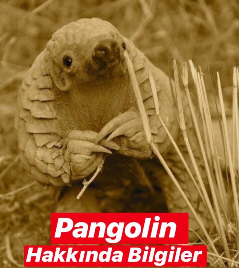 Pangolin Hakkında Bilgiler