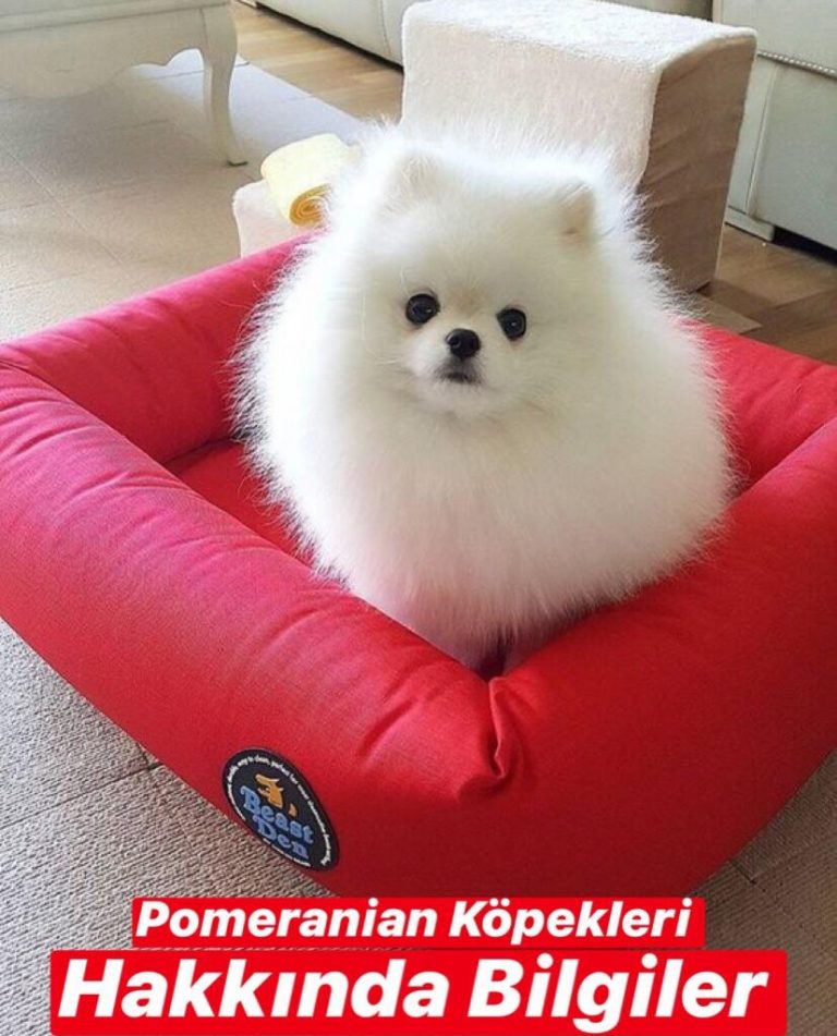 Pomeranian Köpekleri Hakkında Bilgiler