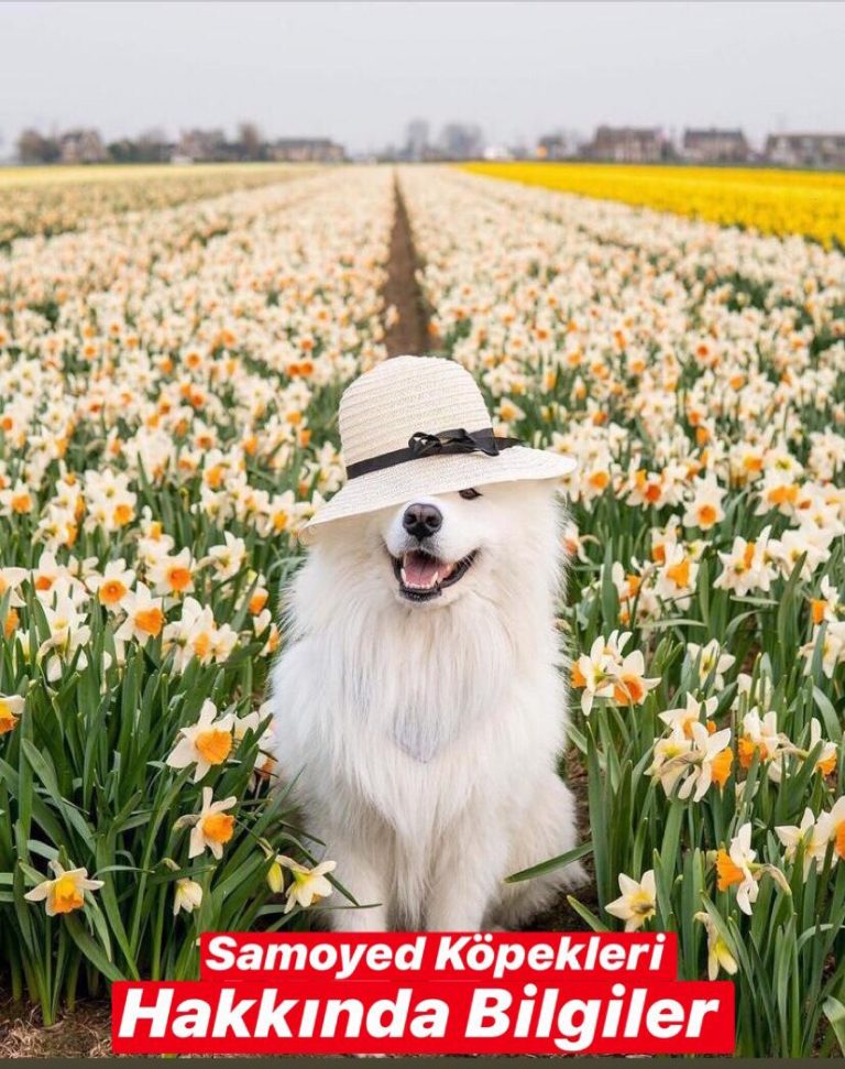 Samoyed Köpekleri Hakkında Bilgiler