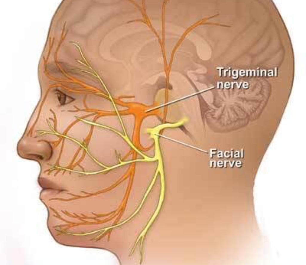 Троичный нерв где находится симптомы и лечение фото тройничный