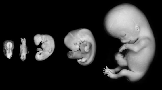 Embriyo Nedir, Embriyo Hakkında Bilgiler