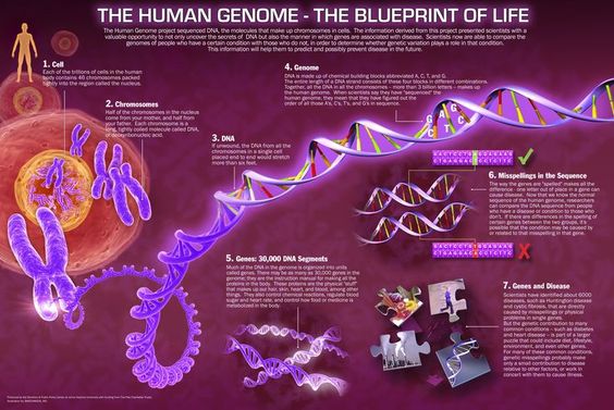 Genom Projesi Özellikleri Nelerdir?