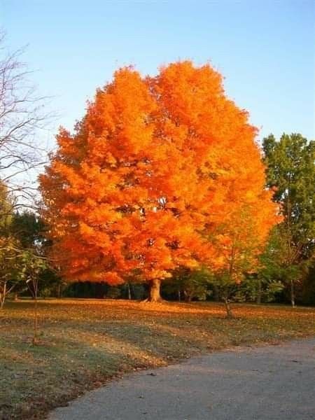 Ağaç Yaprağıyla Gürler İle İlgili Kompozisyon Örnekleri Nelerdir?